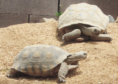 desert tortoise